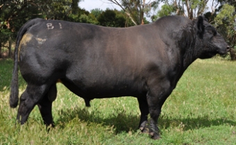 Cattle 2011-12 (Recovered)